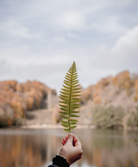 Indian Leaf
